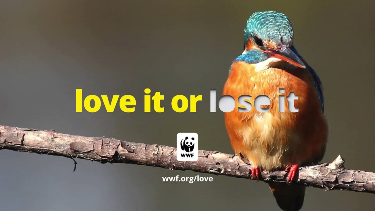 top marketing kampanies Ag. Valentinou wwf 