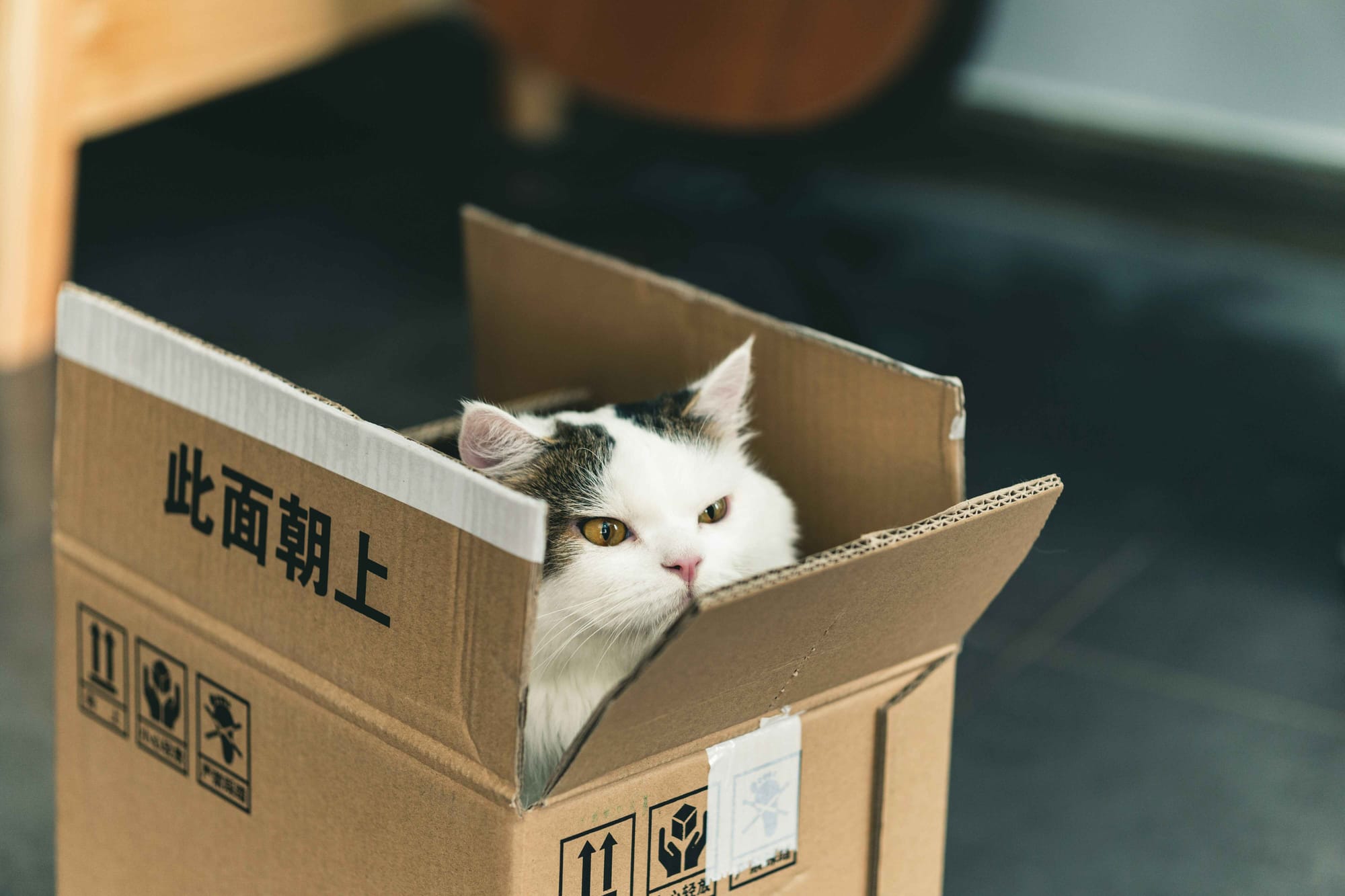Γάτα που κοιτάζει επιφυλακτικά μέσα από κουτί συσκευασίας