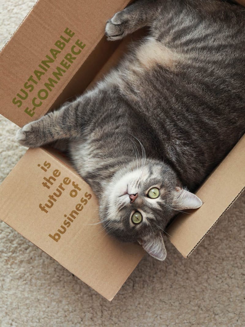 cat in a box with a message που δείχνει το sustainability στο ecommerce 